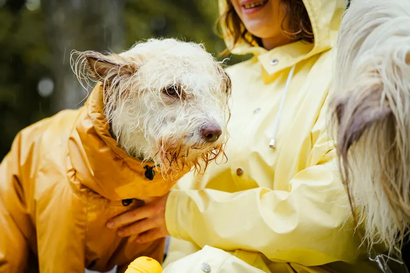 dog raincoat comfort and movement during rainy outdoor walks