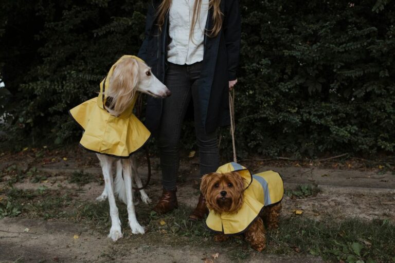 Dog raincoat guide featured image with a dog wearing a waterproof dog raincoat outdoors