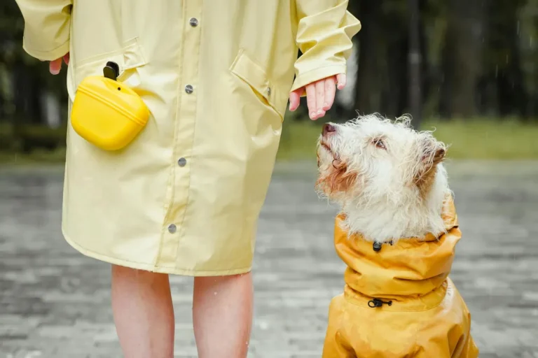 dog raincoat guide featured image of dog walking in rainy weather