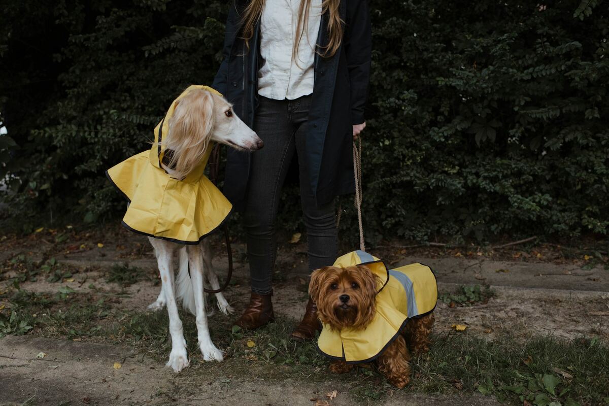 Dog raincoat guide featured image with a dog wearing a waterproof dog raincoat outdoors