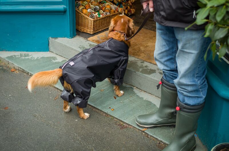 Dog raincoat leash walk showing weather ready dog rain gear