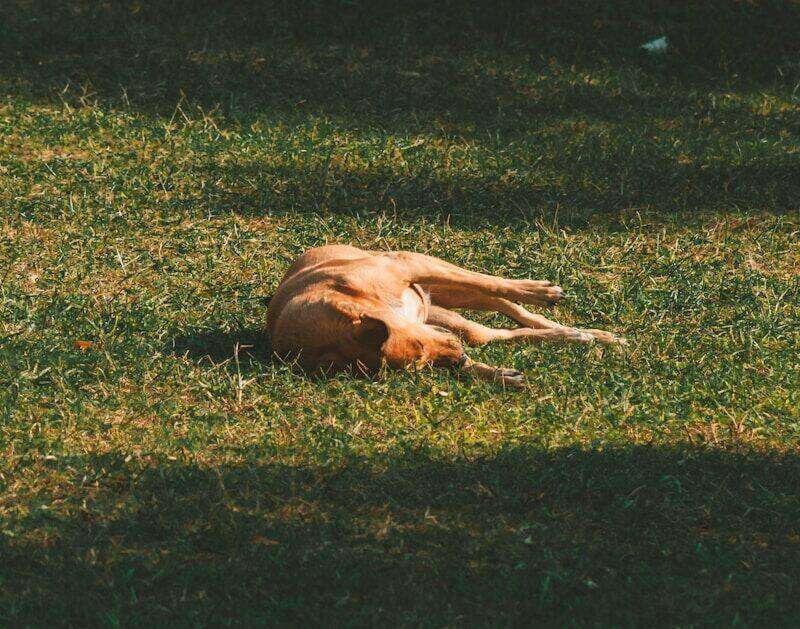 dog resting on hot summer day showing signs of heat stress