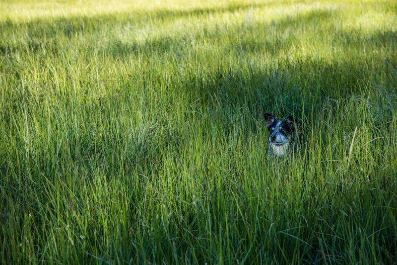 Dog resting in shade on grass to prevent heat stroke