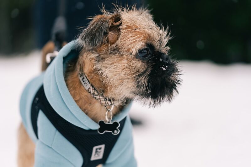 dog in layered cold weather clothing with room to move