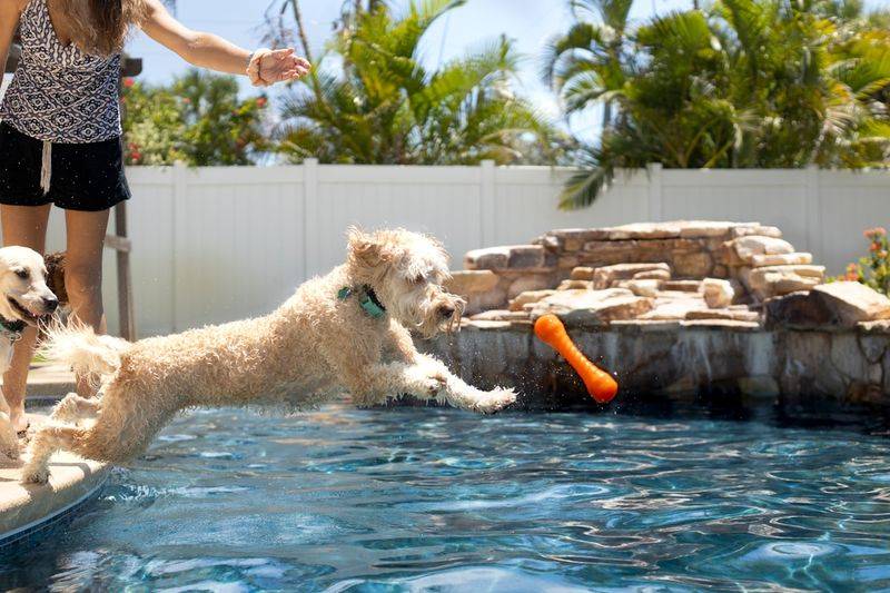 Dog swimming in pool to prevent summer heat stroke