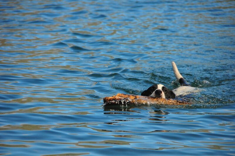 black and white dog swimming safely in water