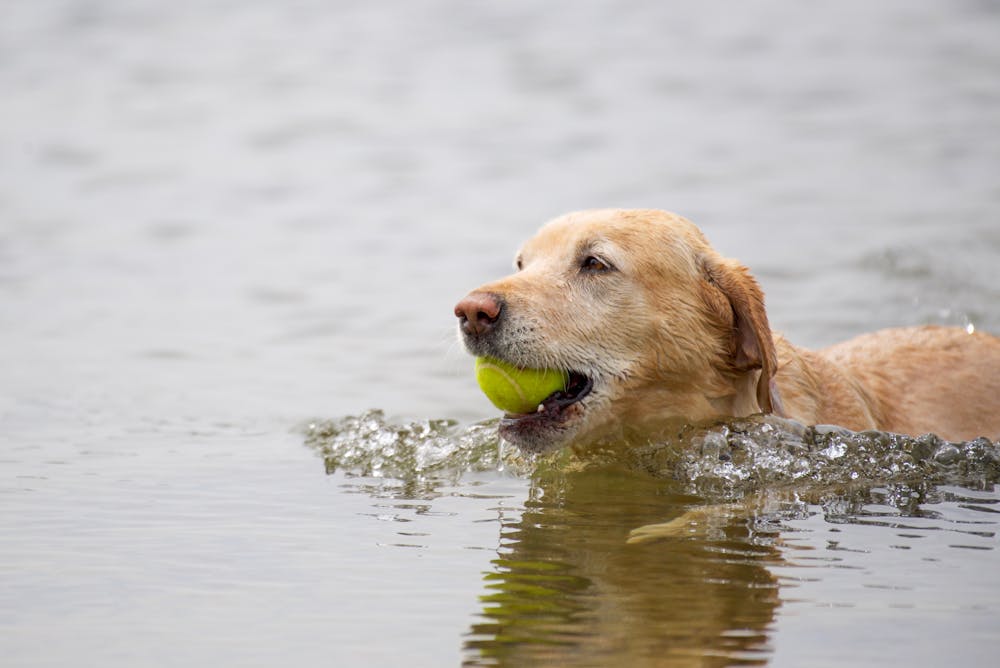 dog water safety swim training session in calm water