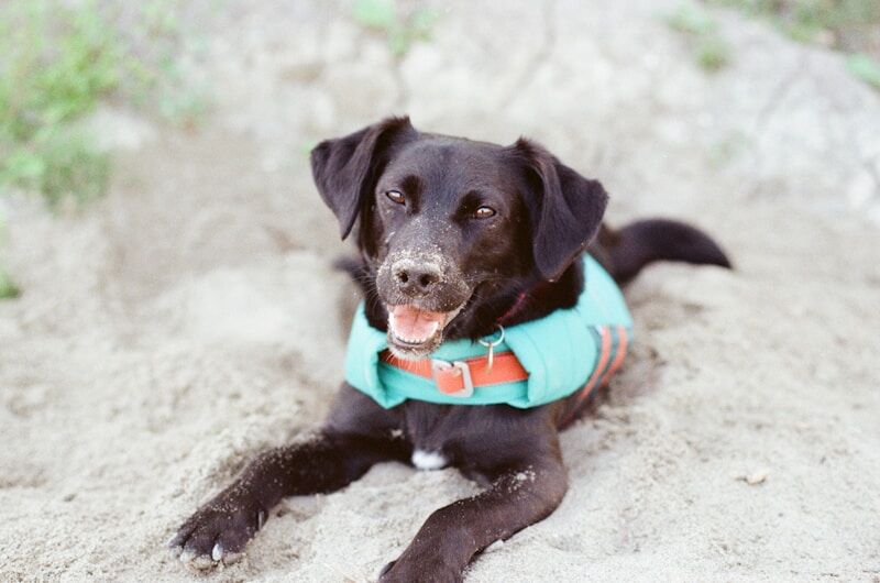 dog wearing a cooling vest at the beach staying comfortable in summer heat