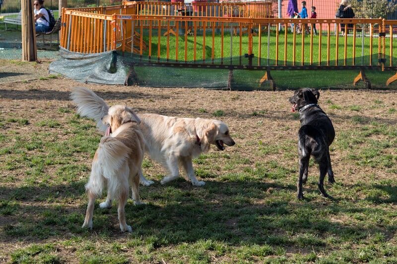Dogs playing together at a park demonstrating good socialization