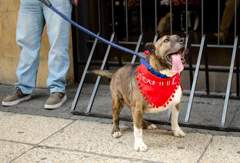 excited dog wearing red bandana on leash outdoors