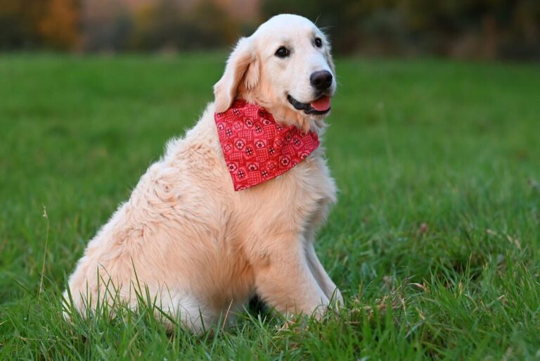 How to Tie a Dog Bandana: 5 Easy Styles & Safety Tips