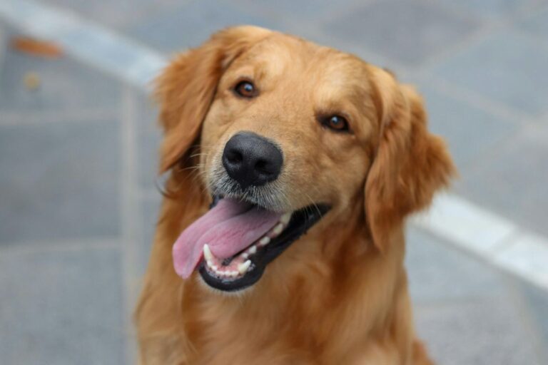 Dog heat stroke symptoms warning signs golden retriever panting in sun