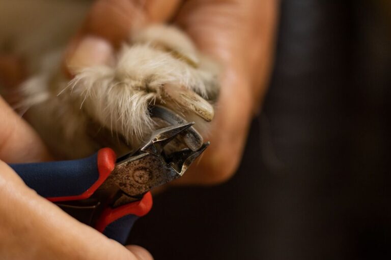 How to Trim Dog Nails at Home: The Complete Step-by-Step Guide