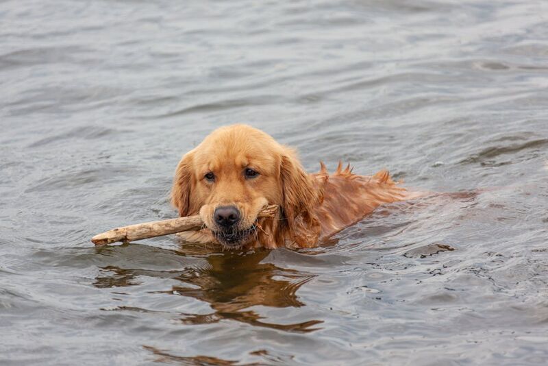 golden retriever swimming in lake carrying stick