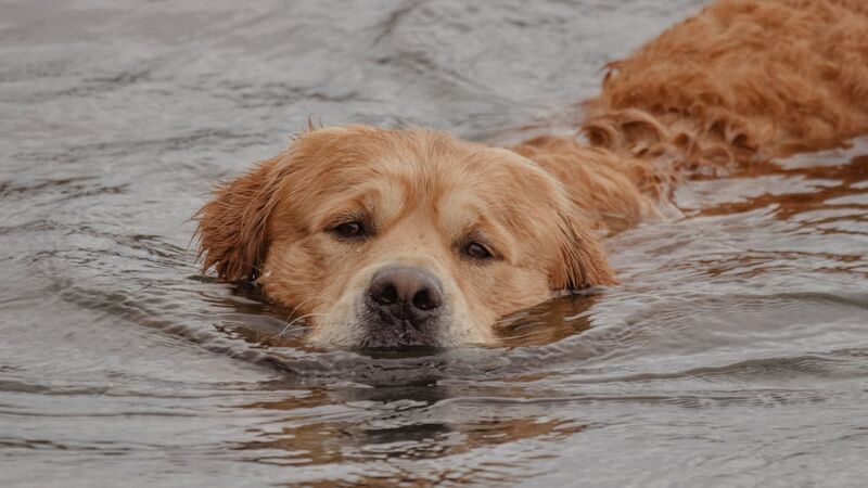 golden retriever outdoor swimming adventure