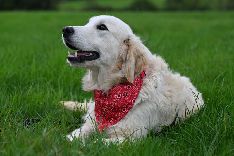 golden retriever lying on grass wearing red dog bandana
