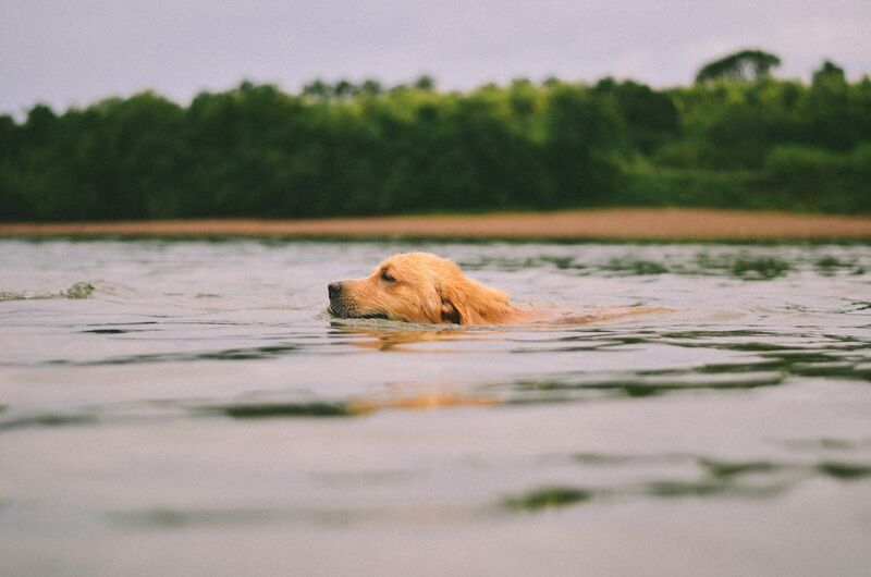 golden retriever swimming in lake with water safety tips