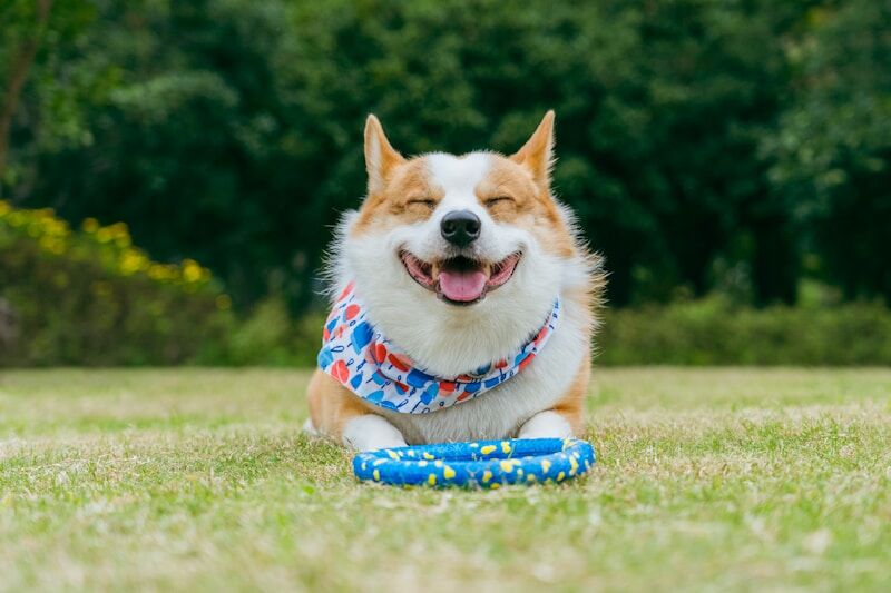happy dog staying cool outdoors on a warm summer day
