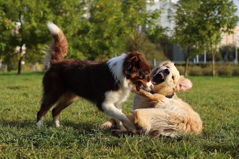Happy dogs enjoying outdoor playtime showing proper exercise and socialization