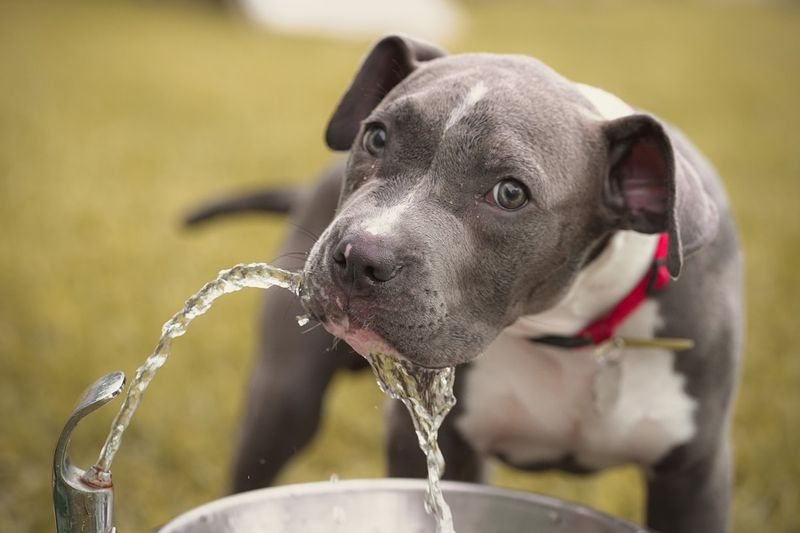 How to cool down a dog giving fresh water
