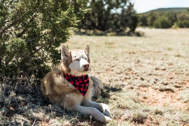 husky dog wearing bandana resting under tree