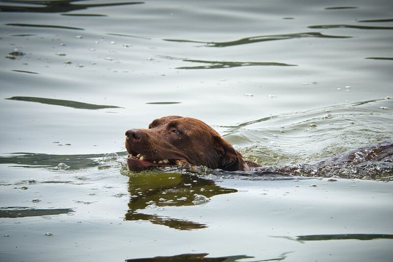 labrador retriever swimming in calm lake water