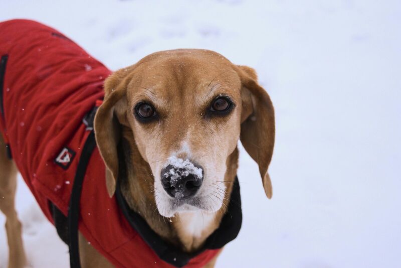Large dog wearing a windproof dog coat on a winter walk