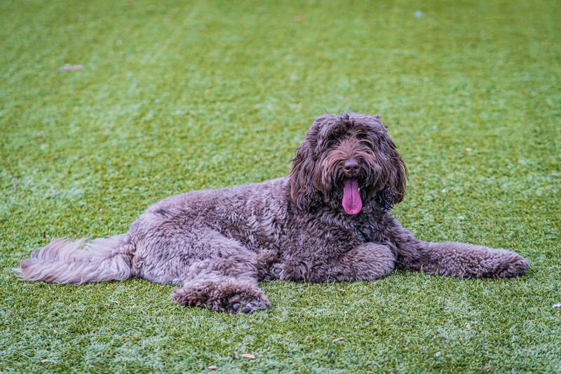 small dog wearing a properly fitted sweater outdoors