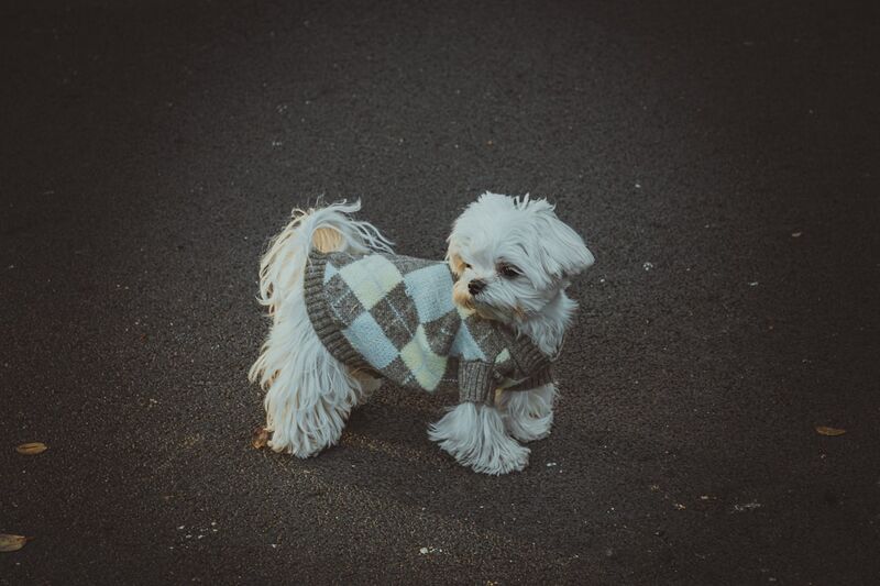 measuring a dog correctly for sweater sizing