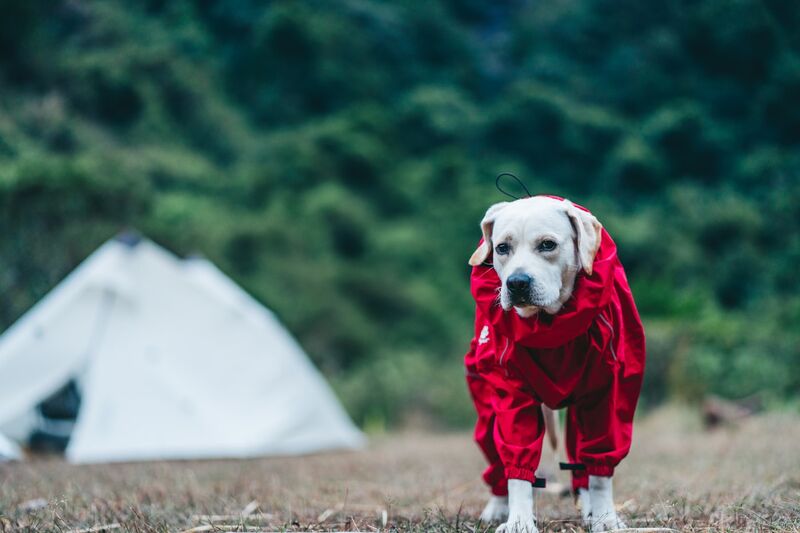 Red dog rain jacket showing visible chest and back coverage