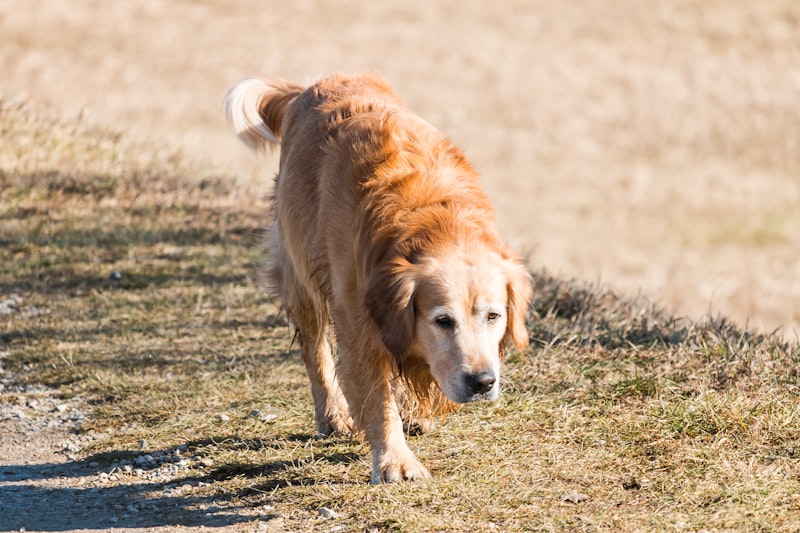 Golden retriever wearing reflective dog gear on walk