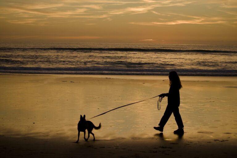 Reflective dog gear silhouette at sunset for safe night walks