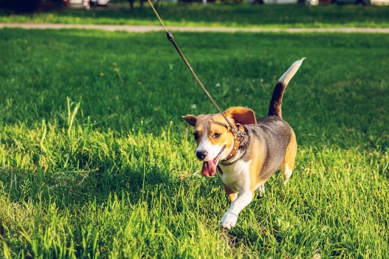 Beagle wearing reflective dog harness for visibility
