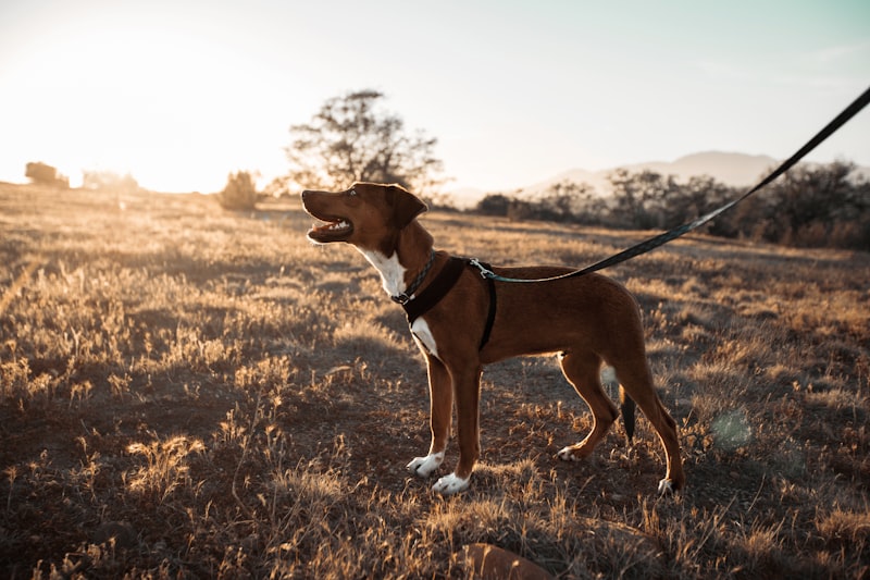 Dog on reflective leash for night walking safety