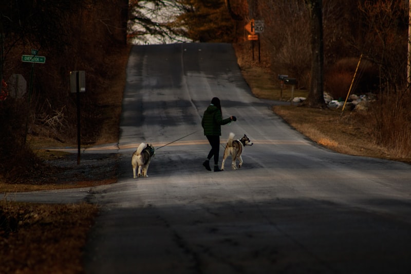Dog wearing reflective vest on evening walk