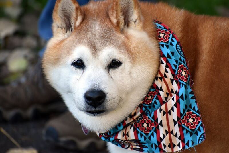 Shiba Inu dog wearing vibrant red bandana portrait