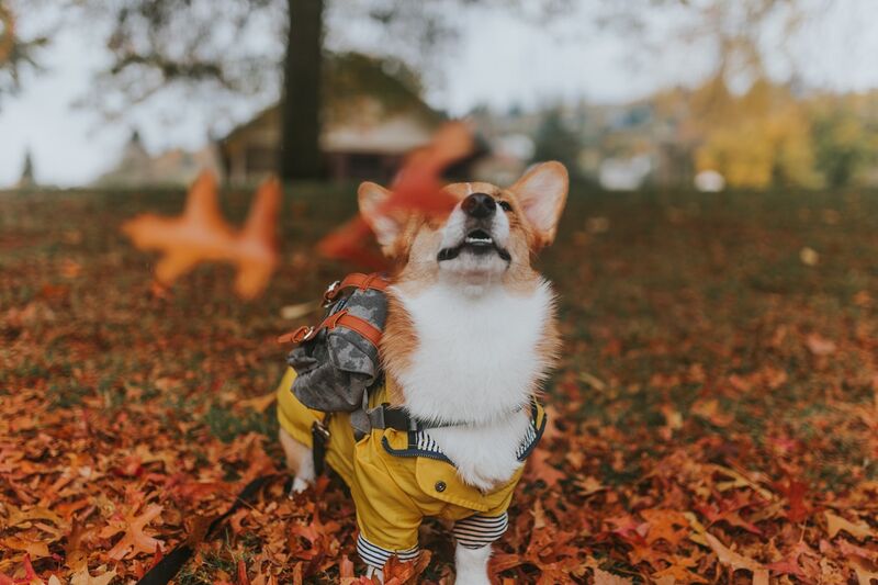 White dog wearing an outdoor coat for wet weather walks