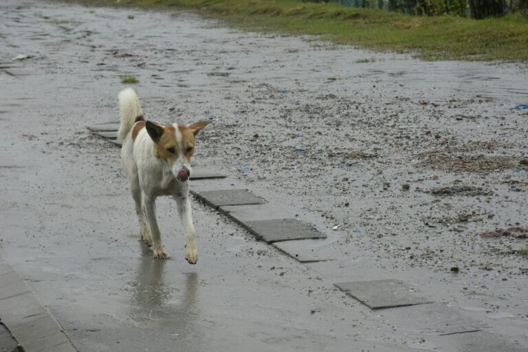 Windproof dog coat on a rainy cold walk