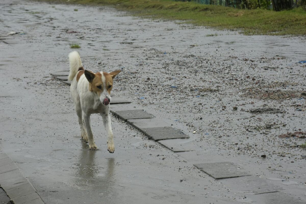 Windproof dog coat on a rainy cold walk