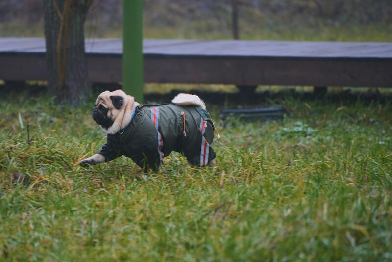 Pug wearing a windproof dog coat on an outdoor walk