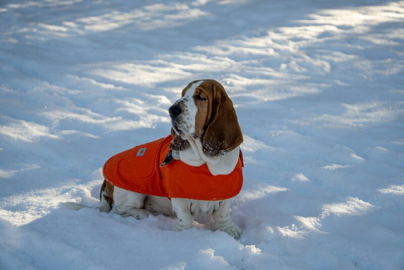 Basset hound wearing a windproof dog coat in snow
